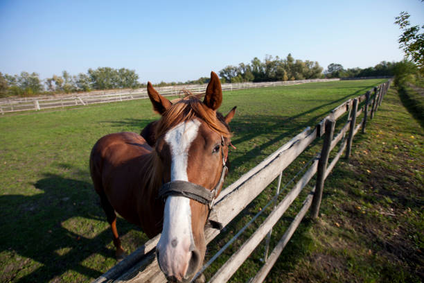 Single brown horse behind a wooden fence in the ranch