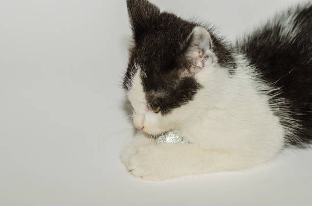 black and white cat with a ball on white background