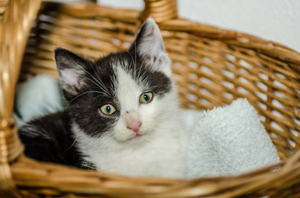 istock little cat in a basket 894408538