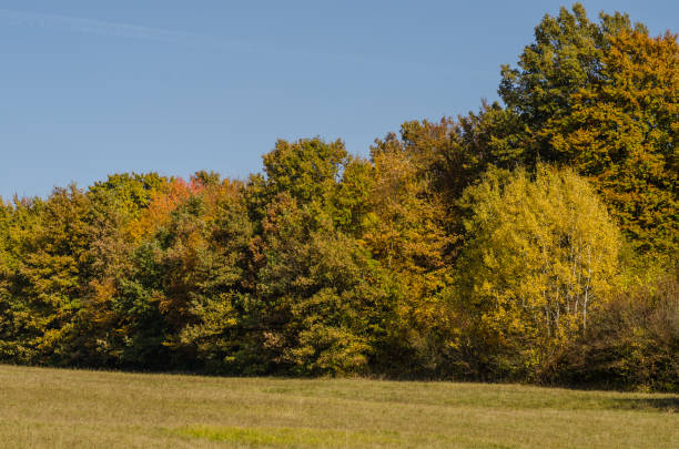istock colorful shrubs in autumn 894409874