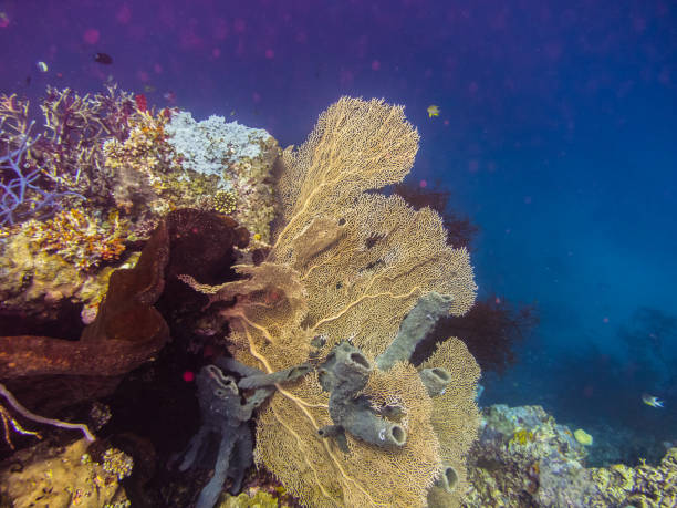 istock big fan coral 894409898