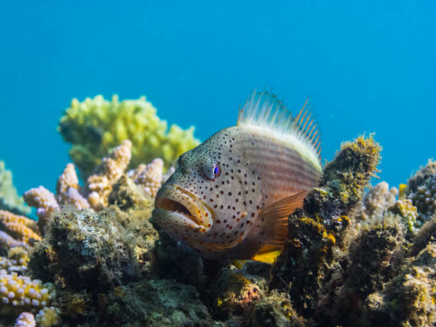 istock coral hawkfish looks at the camera 894410106