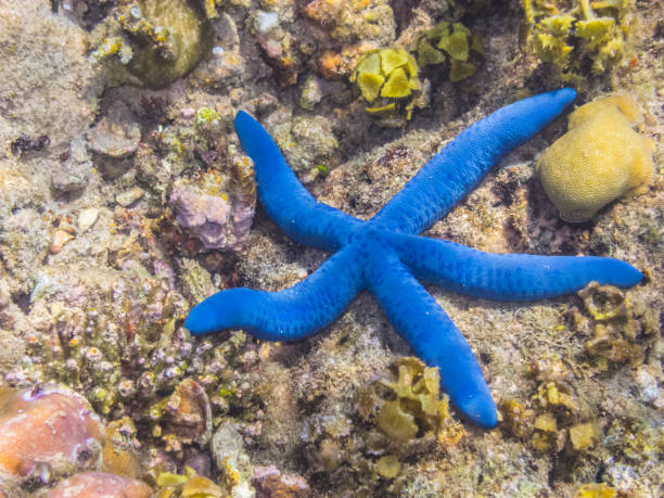 istock blue sea star at coral in sea 894410124