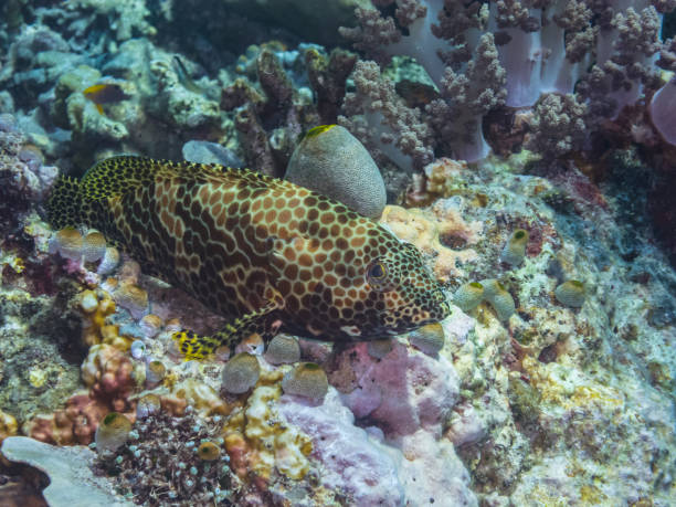 istock honeycomb grouper in sea 894410174
