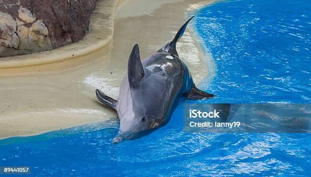 On The Shore Stock Photo - Download Image Now - Animals In Captivity, Dolphin, Animal