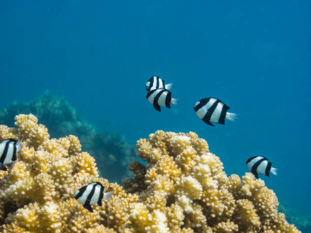 istock many damsel fish at coral 894411682