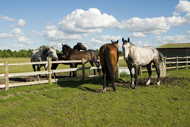 istock horses grooming each other 89441360
