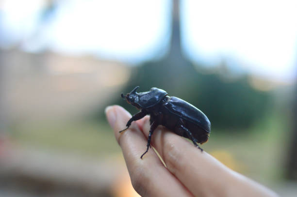 istock Dynastinae or rhinoceros beetles on branches 894415732