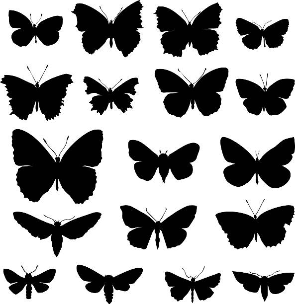 ilustrações, clipart, desenhos animados e ícones de conjunto de borboletas - small copper butterfly