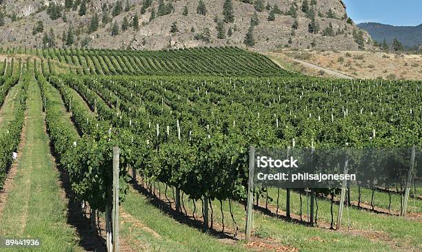 Foto de Vinhedo e mais fotos de stock de Agricultura - Agricultura, Campo, Colheita