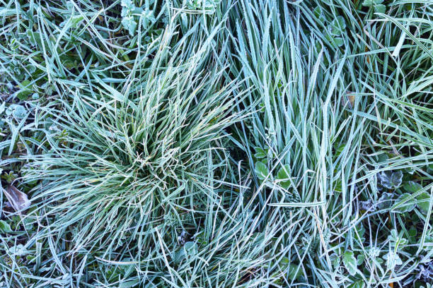 istock Grass covered with morning rime in Autumn. 894420938