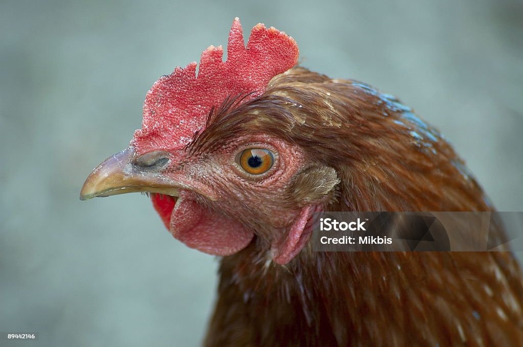 Bird  Chicken - Bird Stock Photo