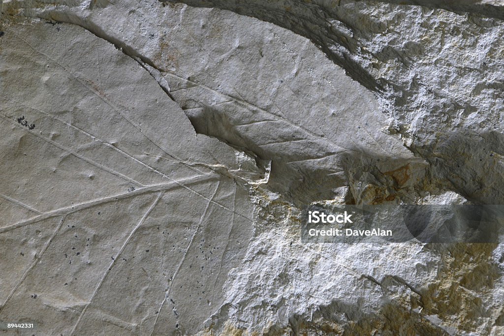 Fossils - Foto de stock de Arena libre de derechos