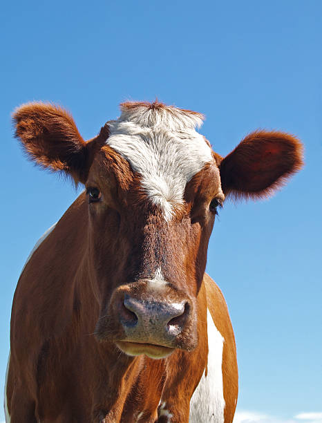 아야르셔 cow aginst 파란 하늘 - ayrshire cattle 뉴스 사진 이미지