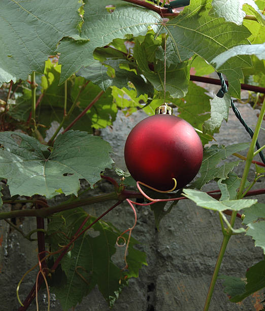 Grapevine Natal - fotografia de stock