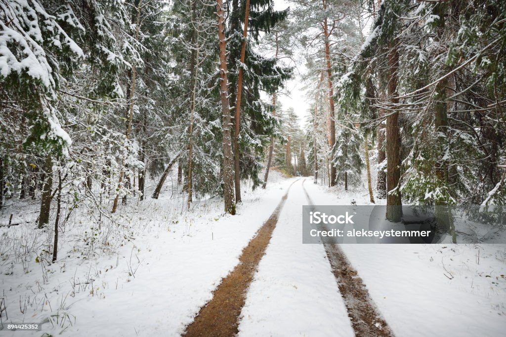 The first snow on a small forest road in November. Estonia, the Baltics. Alley Stock Photo