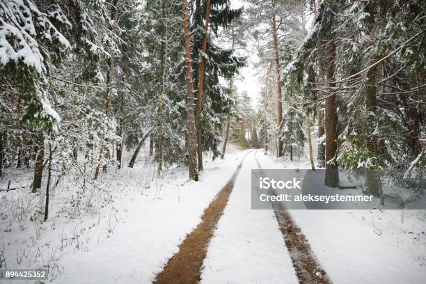 The First Snow On A Small Forest Road In November Estonia The Baltics Stock Photo - Download Image Now
