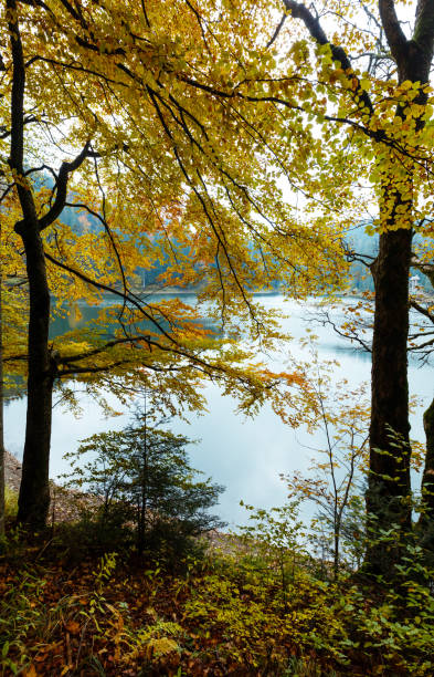 istock Lake Synevyr autumn view. 894426196