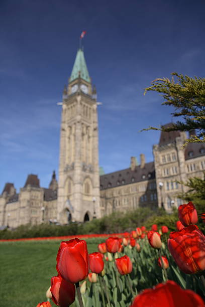 istock Red Tulips - Parliament 89442631