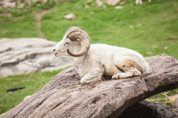 istock white bighorn sheep close up jasper national park 894426576