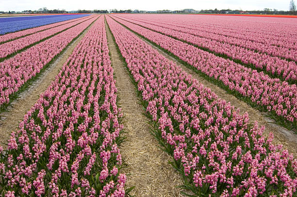 Champ de fleurs - Photo