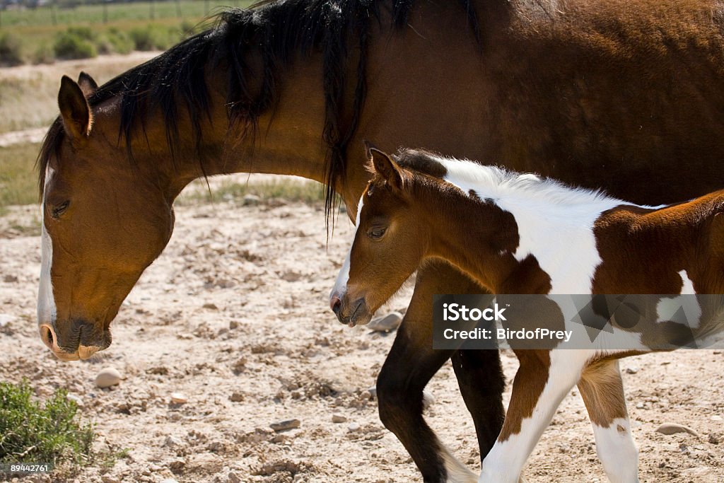 Mare and Her Foal.  Animal Stock Photo