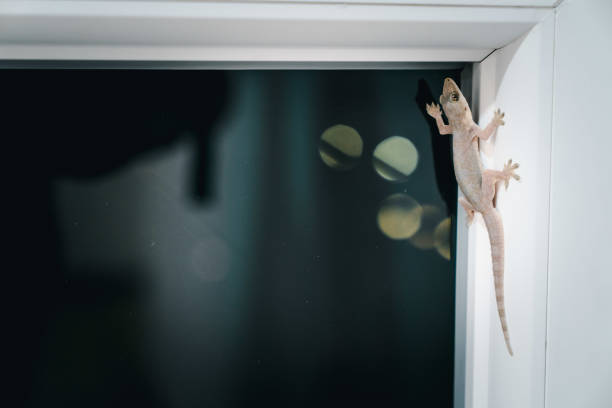 Lizard hang on a glass window in black background stock photo