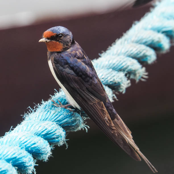 istock close-up of a barn swallow 894433136