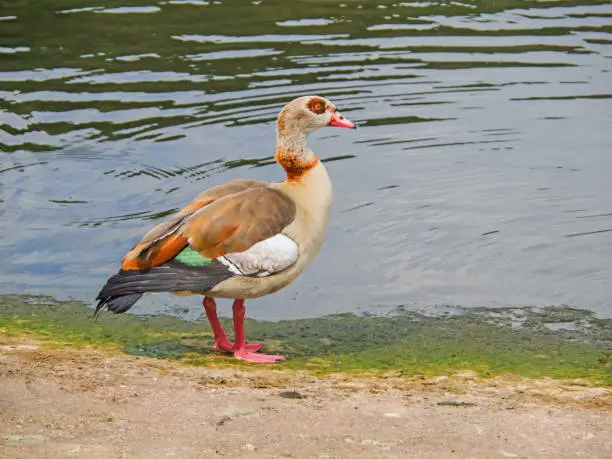 Egyptian goose at the shore of river Moselle.