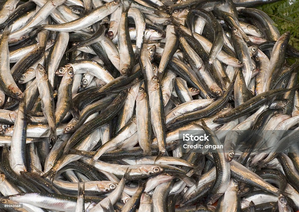 fishes  Animal Head Stock Photo