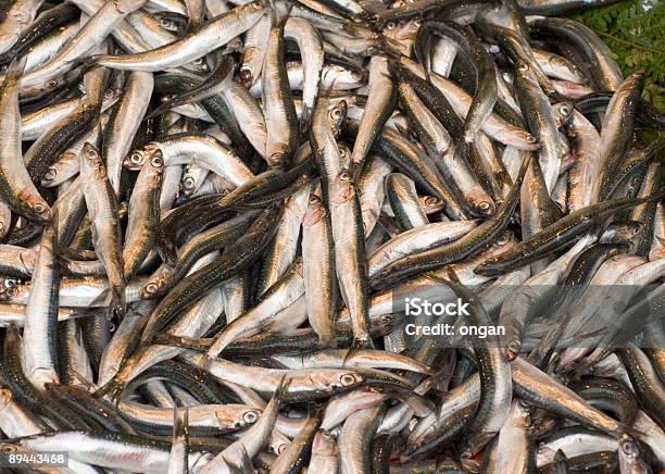 Fishes Stock Photo - Download Image Now - Animal Head, Close-up, Color Image