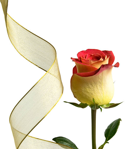 istock Beautiful Rose with Golden Ribbon 89443518