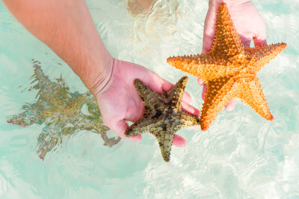 istock Tropical white sand with starfish in hands background the sea 894436266