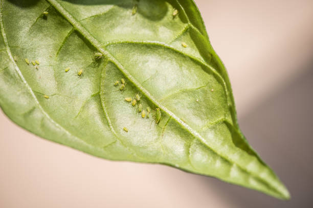 Green aphids Green aphids on a chili plant aphid stock pictures, royalty-free photos & images