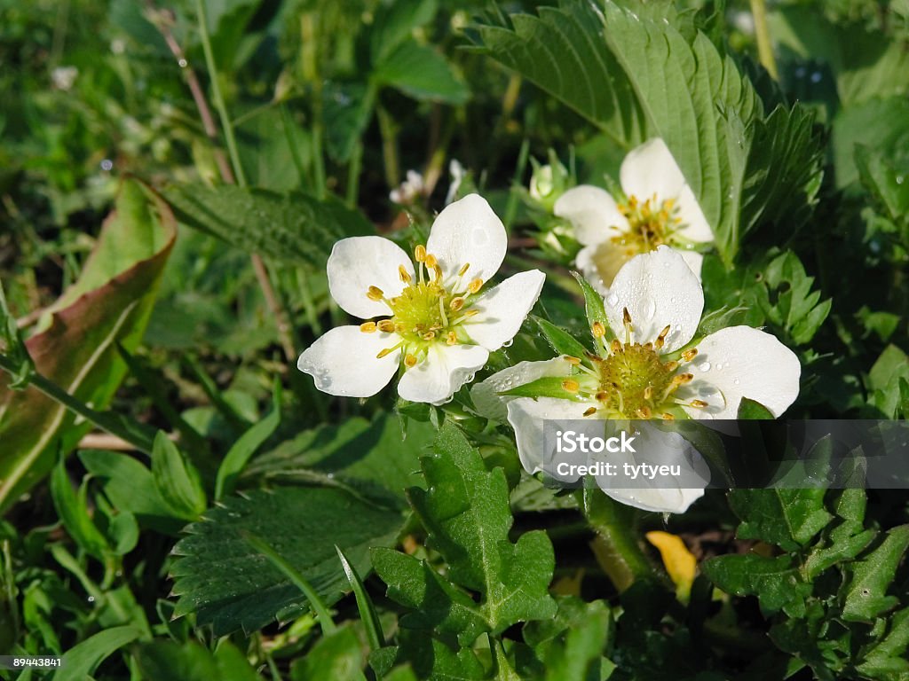Strawberry flower Strawberry flower in the garden Annual - Plant Attribute Stock Photo