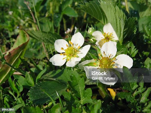 Strawberry Flower Stock Photo - Download Image Now - Annual - Plant Attribute, Antioxidant, Bale