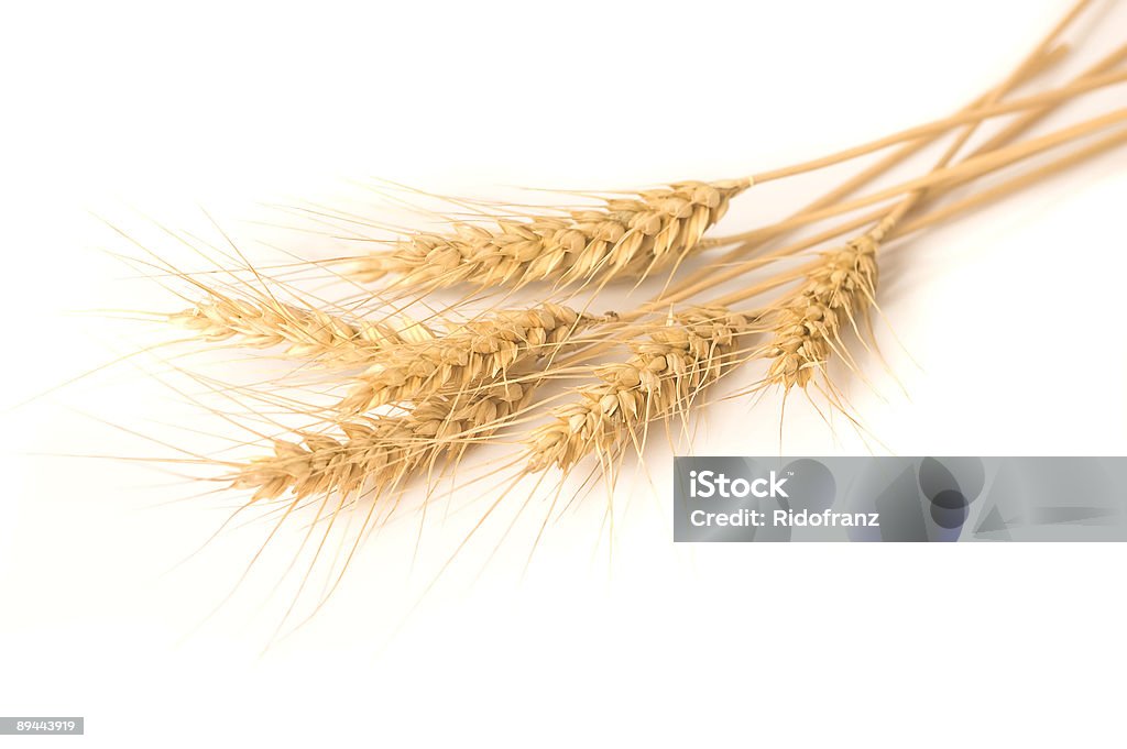 Выделение несколько Пшеница - Стоковые фото Без людей роялти-фри