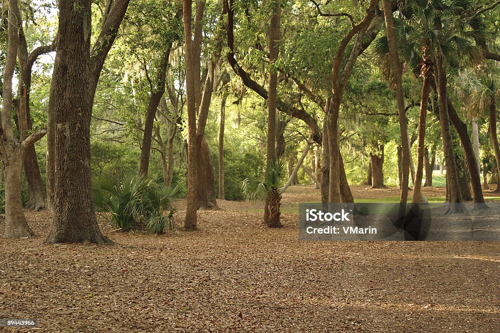 Südlichen Wald - Lizenzfrei Hilton Head Stock-Foto