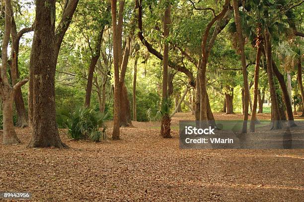 Foto de Floresta Do Sul e mais fotos de stock de Carolina do Sul - Carolina do Sul, Hilton Head, Palmeto