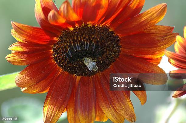 Foto de Girassol E Bee e mais fotos de stock de Abelha - Abelha, Amarelo, Brilhante - Luminosidade