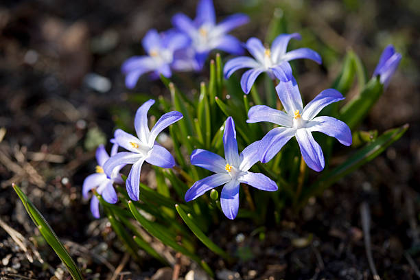 글로리-of-the-인공눈 (chionodoxa forbesii - chionodoxa 뉴스 사진 이미지