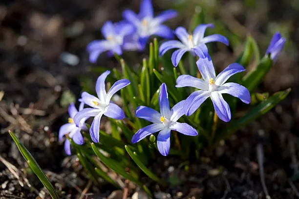 Chionodoxa forbesii is an early spring flower in Sweden.