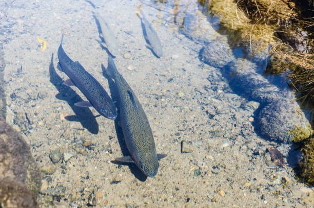 The trout which swims at the irrigation canal in Shirakawago, Japan