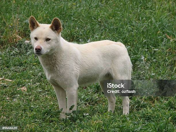 Dingo Stockfoto und mehr Bilder von Aas fressen - Aas fressen, Australien, Beuteltier