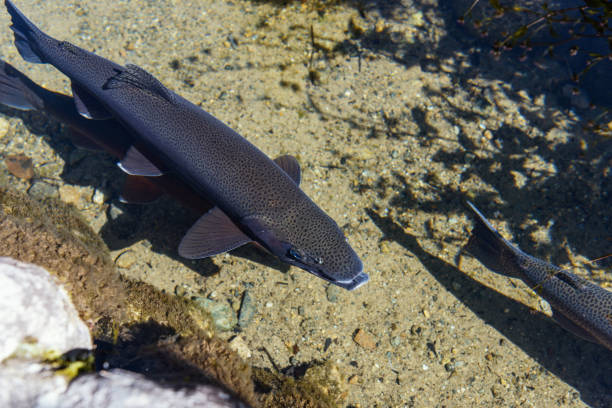 istock The trout which swims at the irrigation canal 894445896