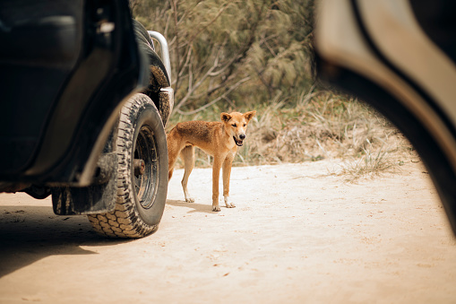 A Dingo prowling the beaches of Fraser Island in search of food.