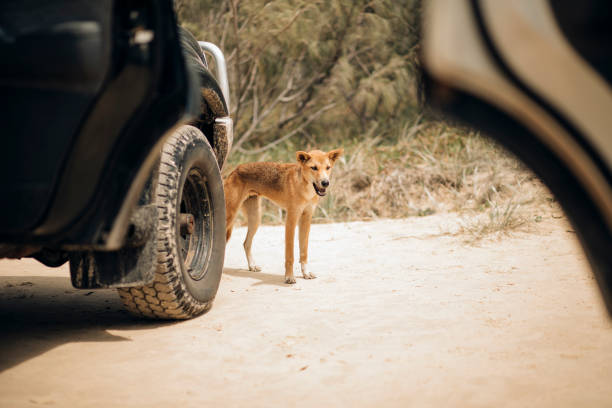 Dingo Prowling the Beaches of Fraser Island A Dingo prowling the beaches of Fraser Island in search of food. prowling stock pictures, royalty-free photos & images