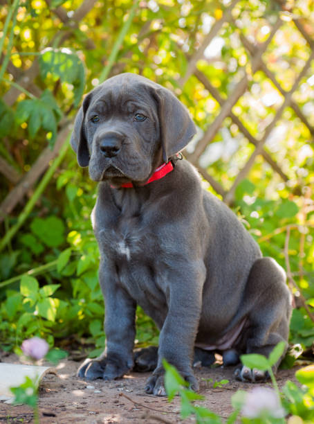 istock Gray Great Dane dog puppy outdoor 894446832
