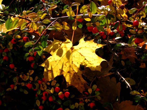 Cтоковое фото Осенний лист