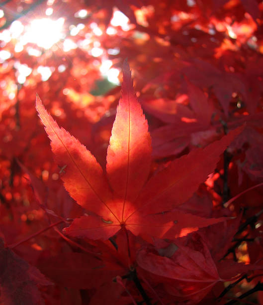 Red leaves stock photo